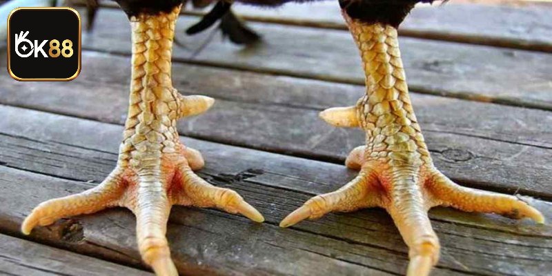 Các loại cựa gà chọi tránh chọn khi cá cược