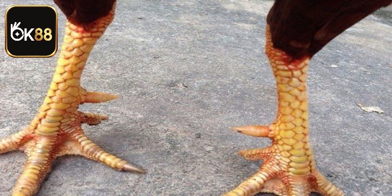 Các Loại Cựa Gà Chọi Đẳng Cấp, Chuyên Gia Đánh Giá Cao