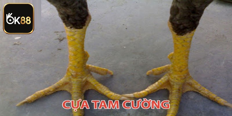 Cựa gà Tam cường nổi bật