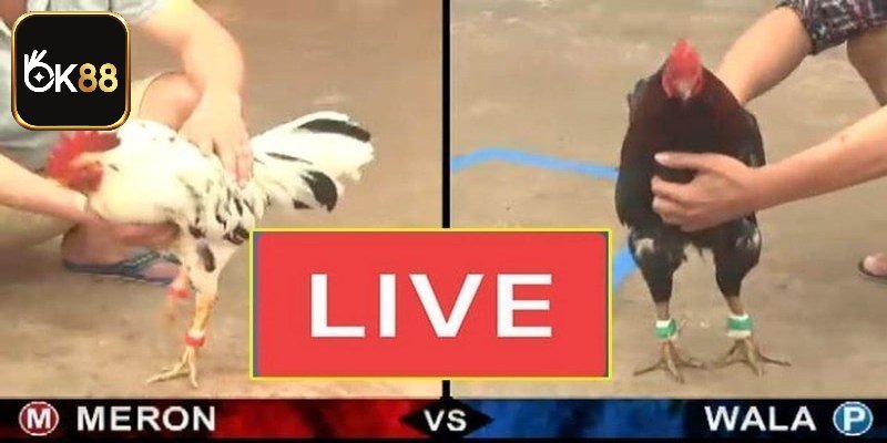 Dễ dàng xem đá gà Thomo trực tuyến mọi lúc