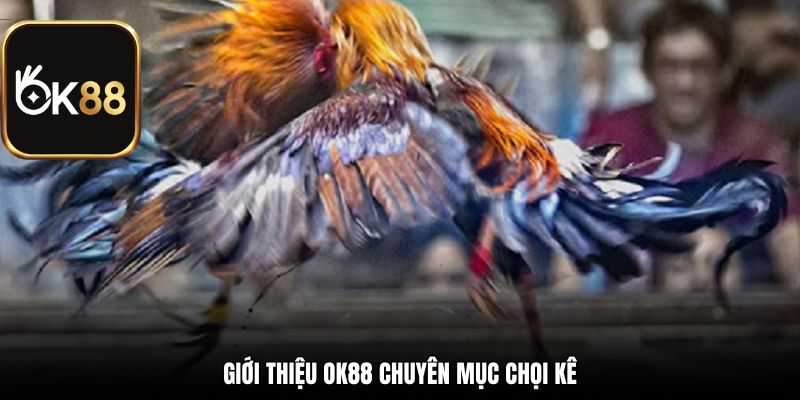Giới thiệu OK88 chuyên mục chọi kê