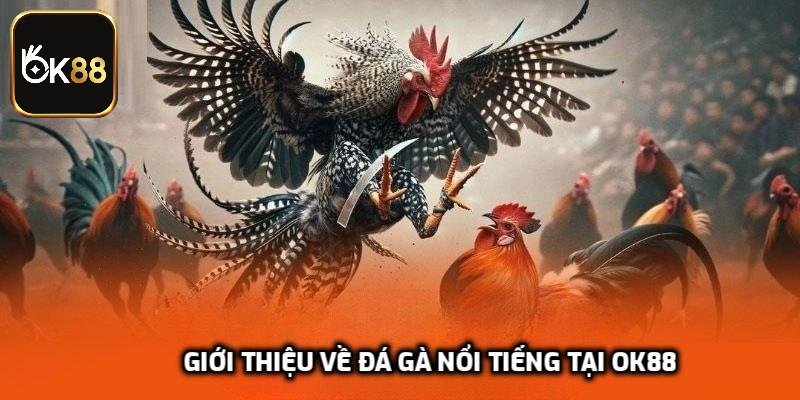 Giới thiệu về đá gà nổi tiếng tại OK88