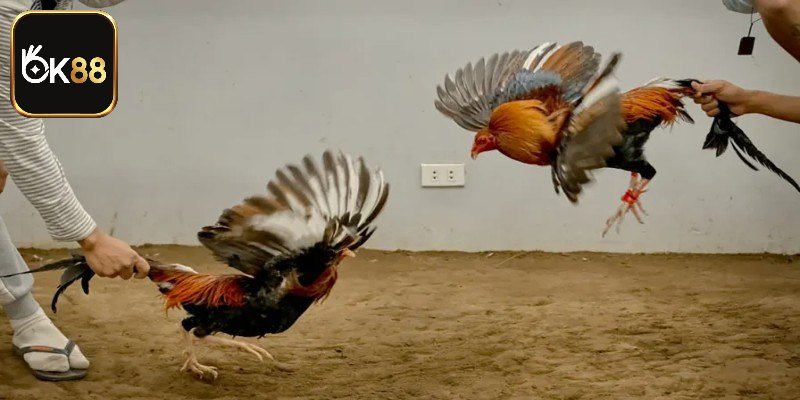 Những hình thức chọi gà nổi tiếng tại OK88