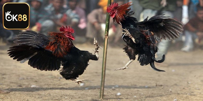 Tìm hiểu địa chỉ đá gà Thomo ở đâu?