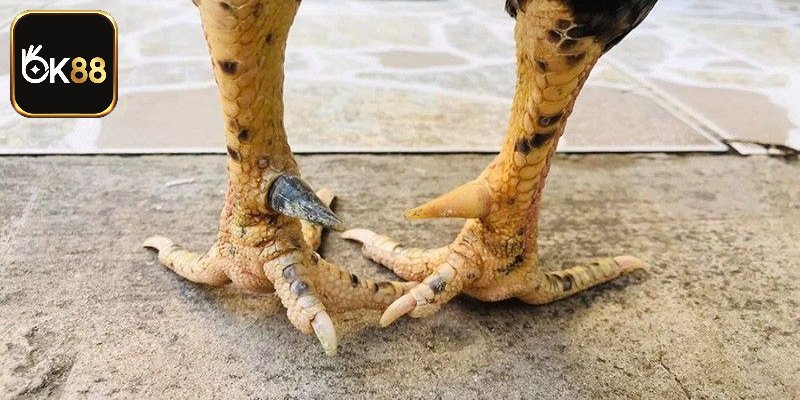 Tìm hiểu về cựa gà chọi là gì?